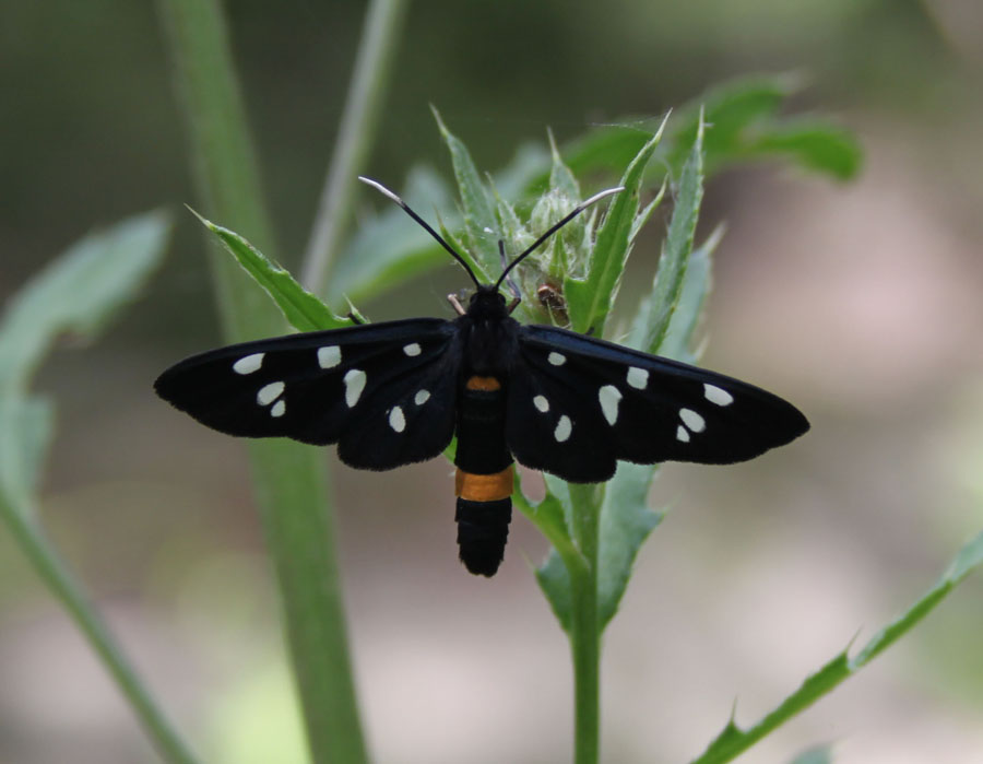 Syntomis  Phegea